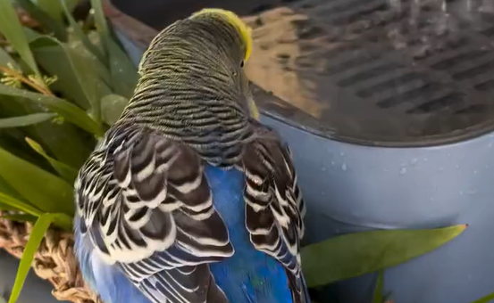 ������ ��������� (�����)