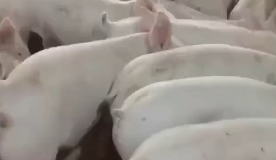 ����� �������� � ���������� (�����)