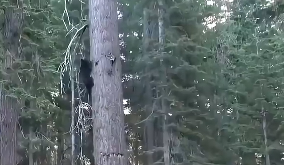 ��� �����-�� �� ���������� ����� (�����)