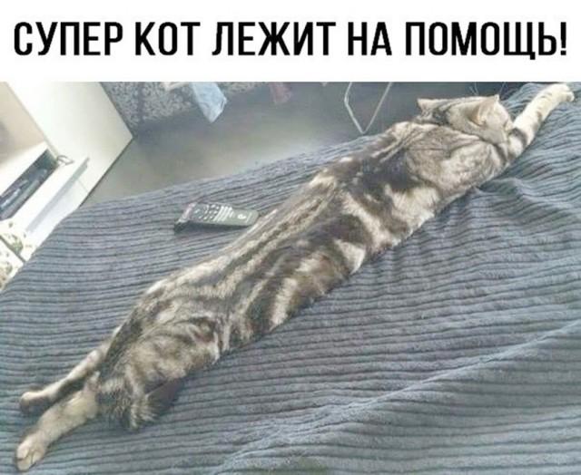 ������� ���� (15 ����)