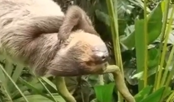 ������-����� �� ��������� ������ (�����)