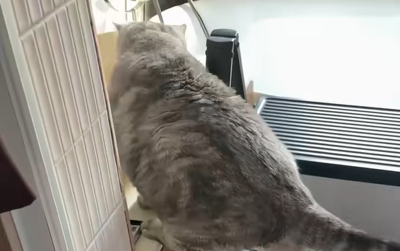 ���� ������? (�����)