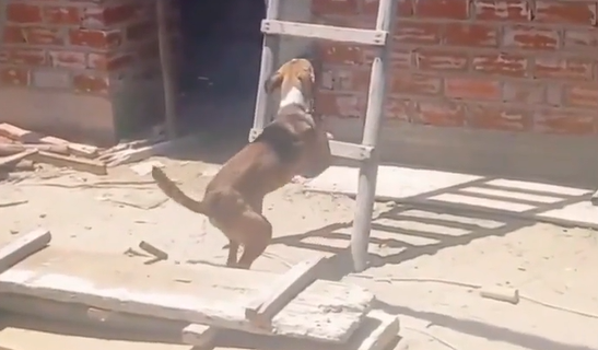 �������� � ���������� ���� (�����)