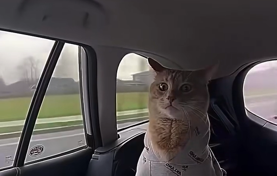 ������ � ������ (�����)
