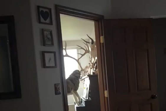 �� ���� ������� ������ (�����)