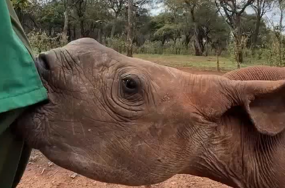 ��������� (�����)