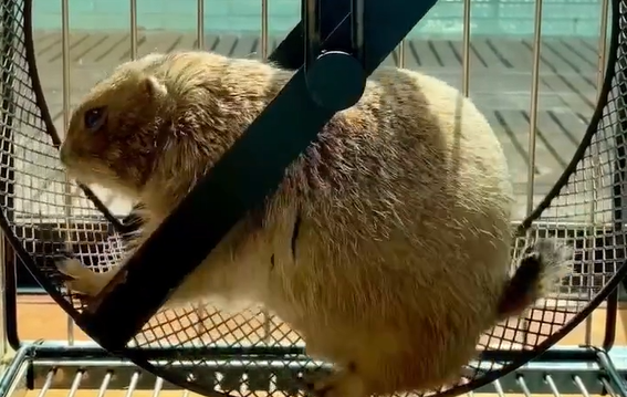 ����� ����� ����� �������� �������� (�����)