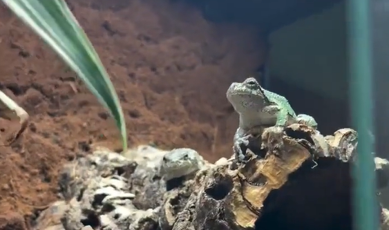 ������������ ������� ����� (�����)