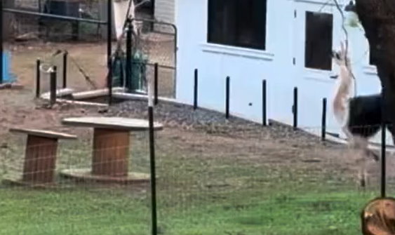 ������� (�����)