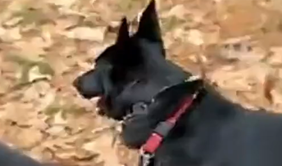 �� ����� ������!? (�����)