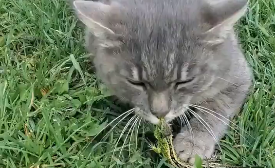 �� ��������� ���� ���� (�����)