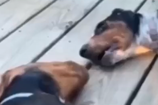 ����� ������� ����� (�����)