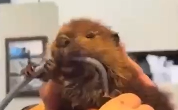��������� �������� (�����)