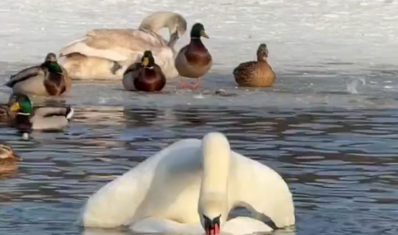 ��� ������... (�����)