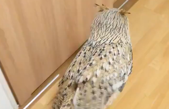 ����� ��� �����... (�����)