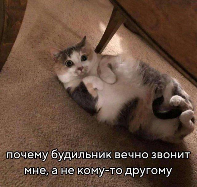 ������� �������� (15 ����)