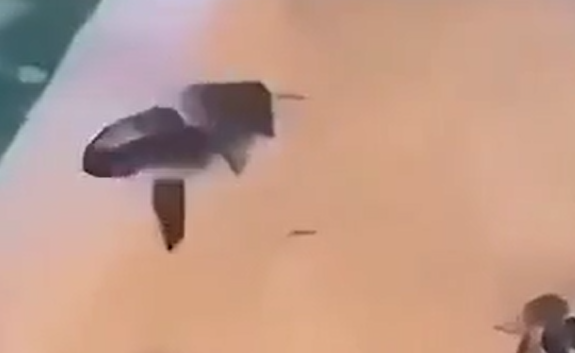 �������� �������� (�����)
